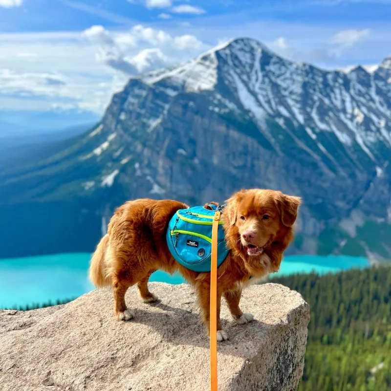 Rocky Mountain Dog dog panniers