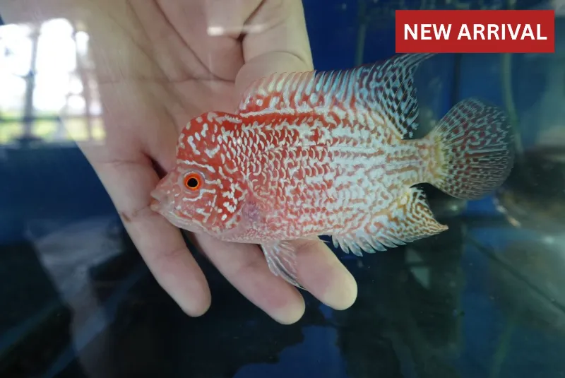 Thailand Betta Fish flower horn fish