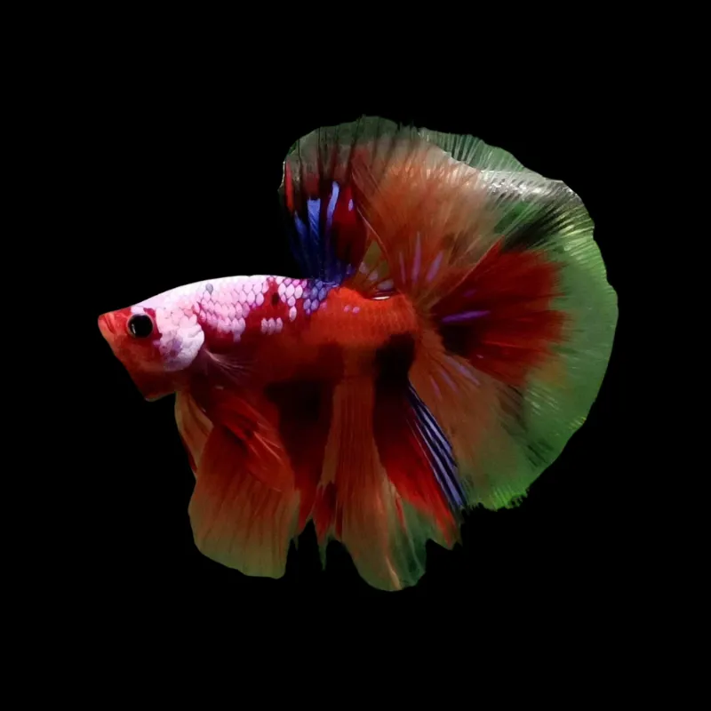Thailand Betta Fish koi betta fish