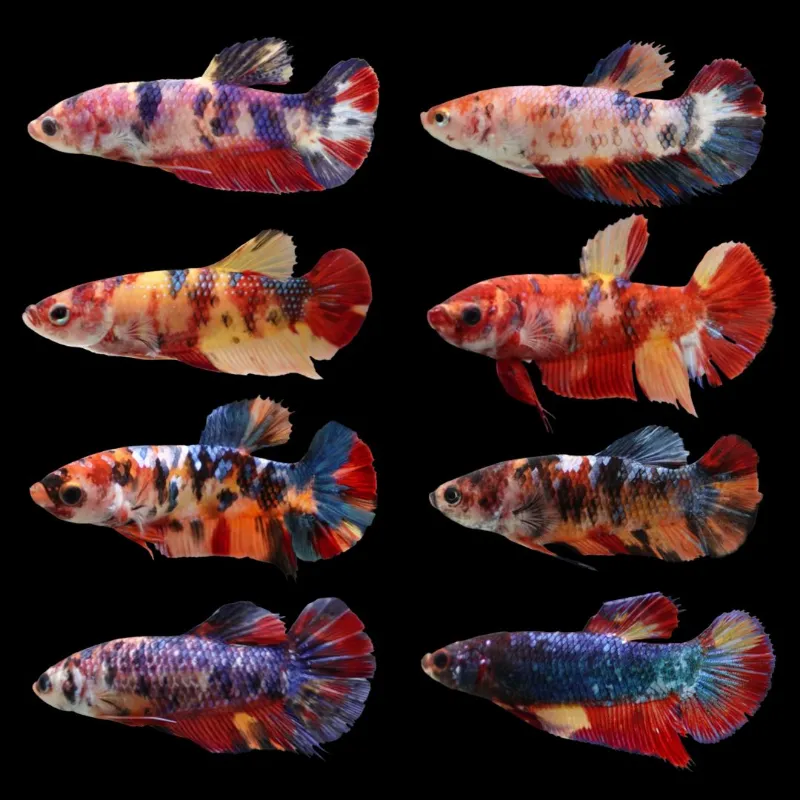 Thailand Betta Fish female betta fish