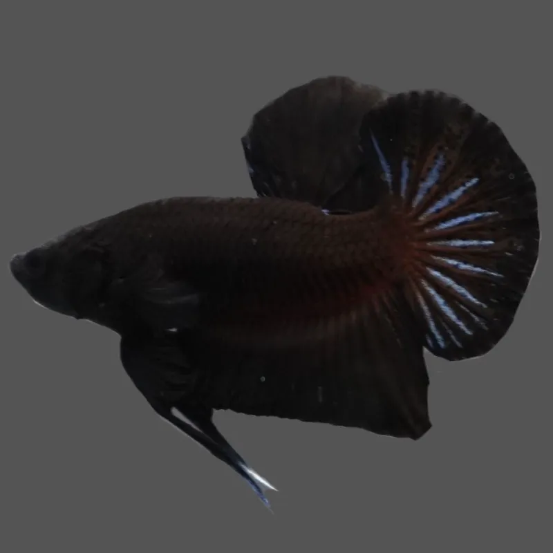 Thailand Betta Fish black betta fish