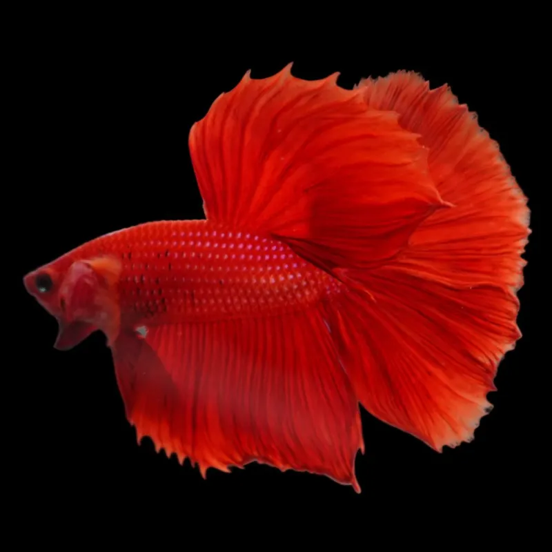 Thailand Betta Fish red betta fish
