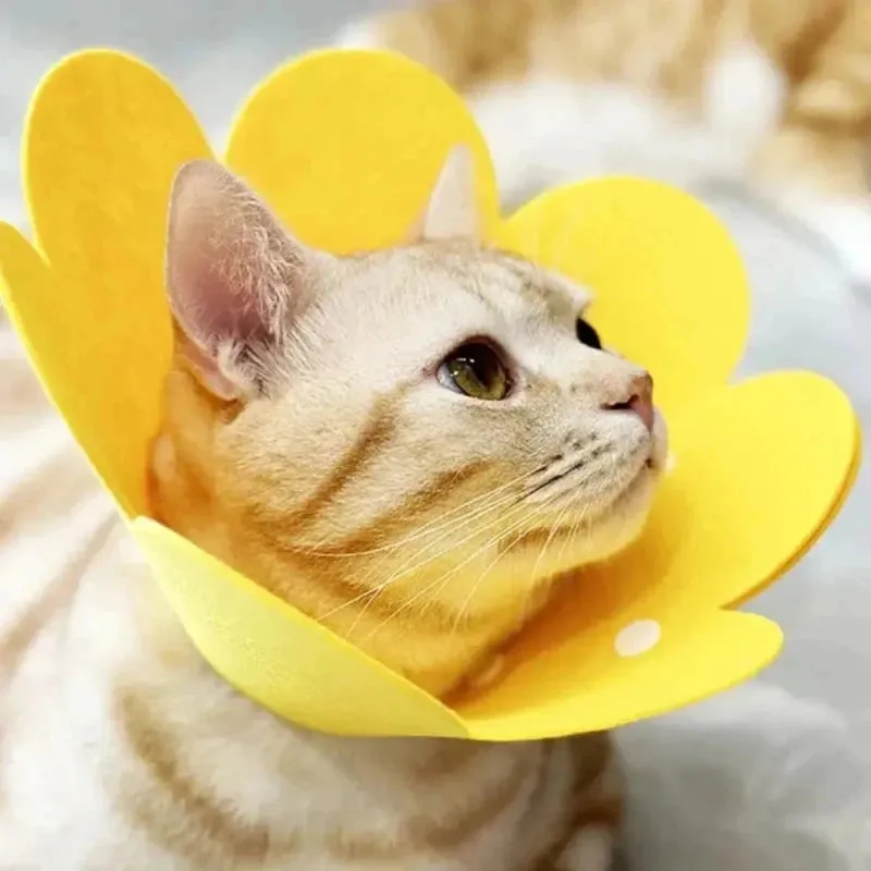 Collier élisabéthain souple pour chat