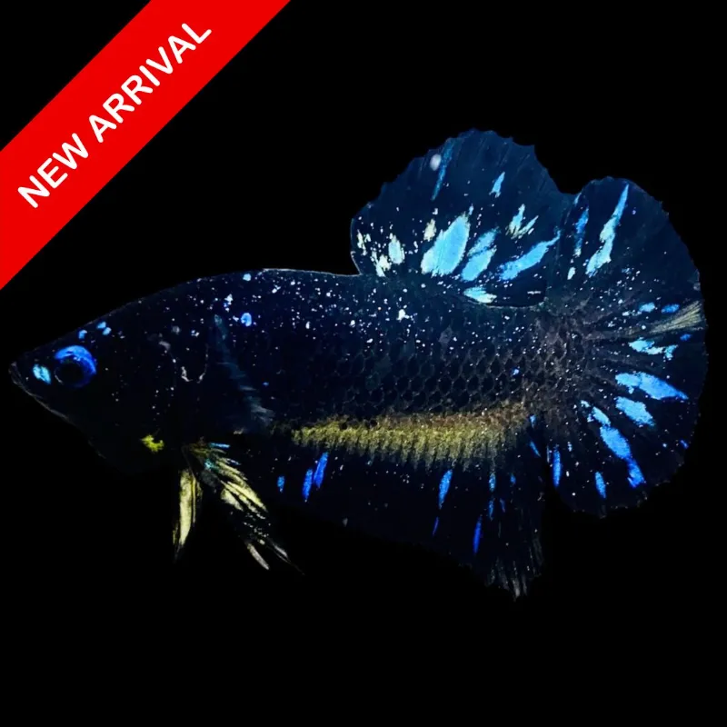 Thailand Betta Fish plakat betta fish