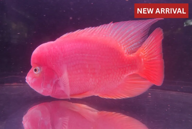 Thailand Betta Fish flowerhorn fish