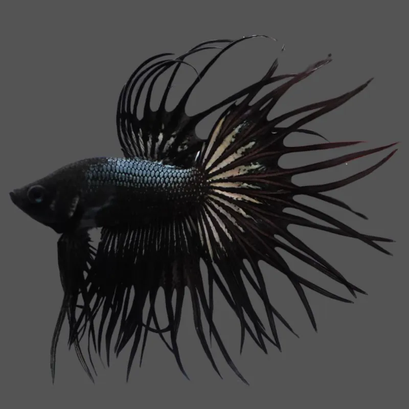 Thailand Betta Fish crowntail betta fish