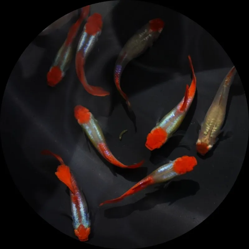 Betta Fish vs Guppy Fish: Which Is Easier for First-Time Aquarium Owners?