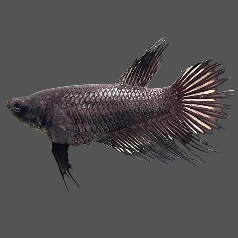 Thailand Betta Fish crown tail fighter fish
