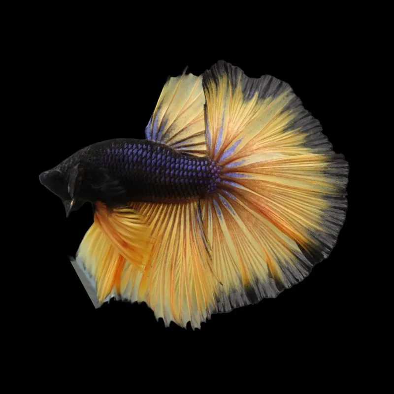 Thailand Betta Fish betta fish