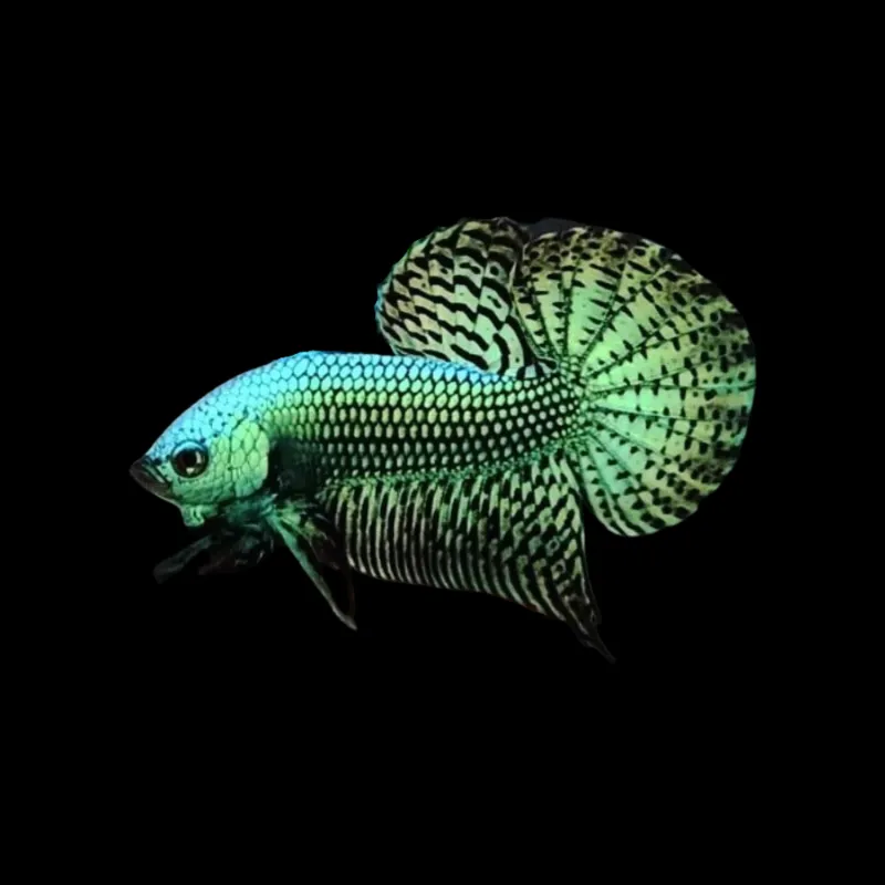 Thailand Betta Fish alien betta fish