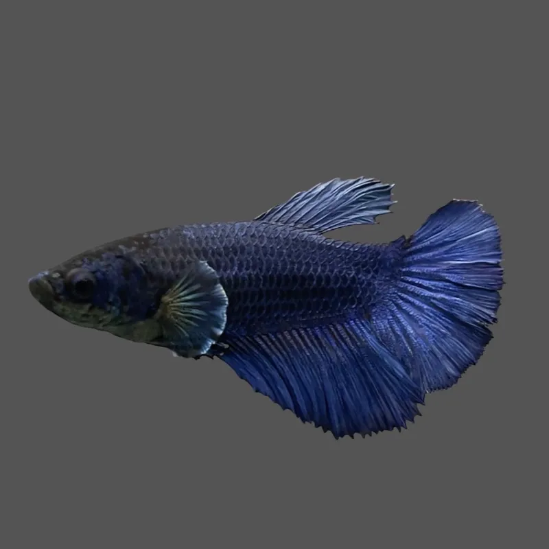 Thailand Betta Fish blue fish betta