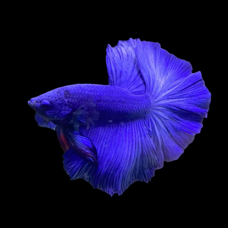 Thailand Betta Fish blue betta fish