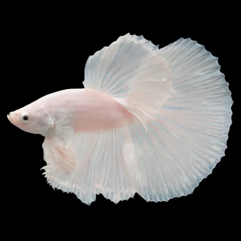 Thailand Betta Fish white betta fish