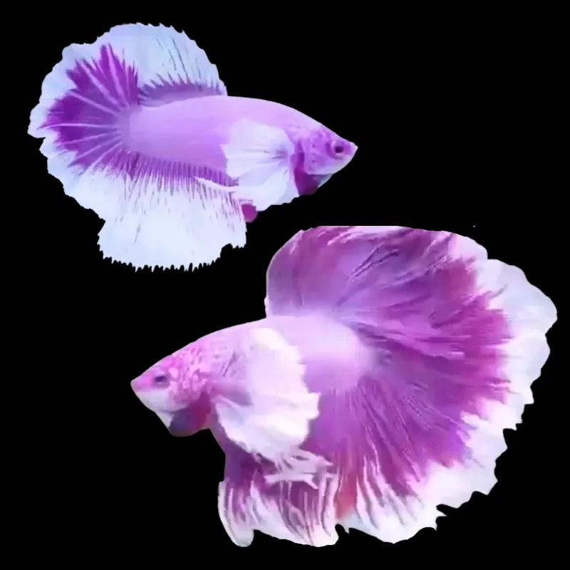 Thailand Betta Fish purple betta fish