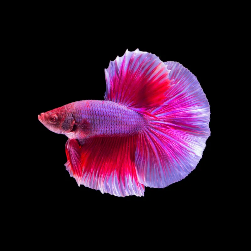 Thailand Betta Fish pink fish
